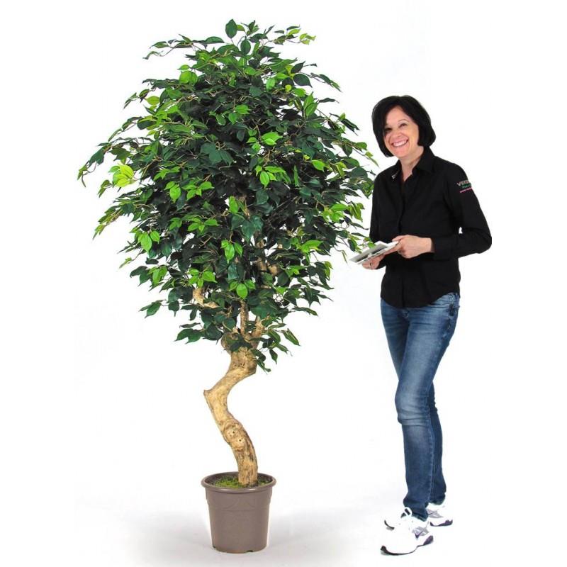 VERDEVIP-Ficus-Elegance-Semi-Naturale-Verde-Tronco-Mediterraneo