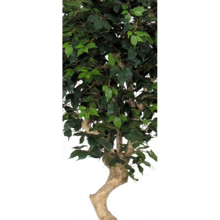 VERDEVIP-Ficus-Elegance-Semi-Naturale-Verde-Tronco-Mediterraneo