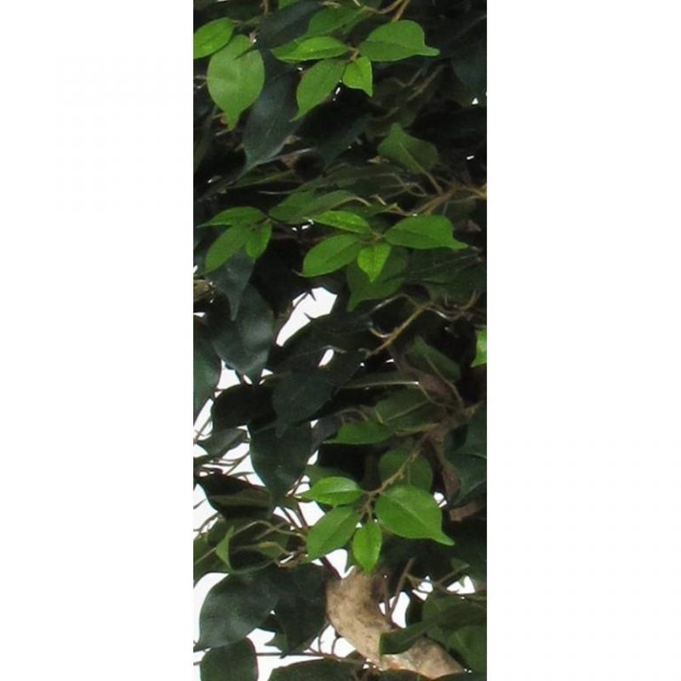 VERDEVIP-Ficus-Elegance-Semi-Naturale-Verde-Tronco-Mediterraneo