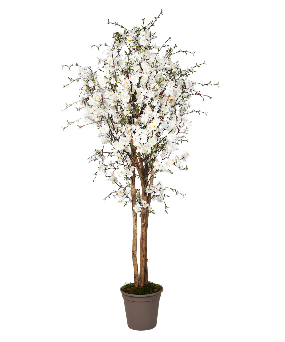 VERDEVIP-Pesco-Semi-Naturale-Fiori-Bianchi-Tronco-Mansanisi-H.150