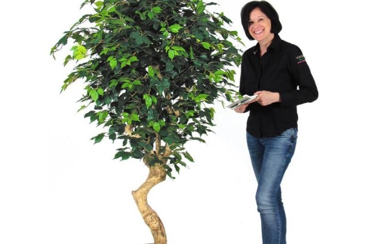 VERDEVIP-Ficus-Elegance-Semi-Naturale-Verde-Tronco-Mediterraneo